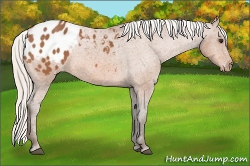 Horse Color: Silver Bay Blanket 