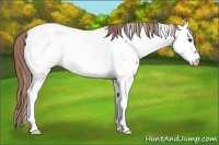 Horse Color:Chestnut Tobiano Near Fewspot 