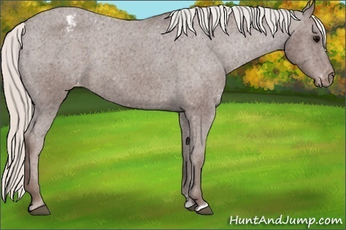 Horse Color: Silver Black Sabino Snowcap Rabicano 