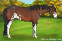 Horse Color:Bay Sabino 