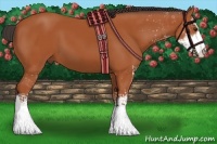 Horse Color:Bay Sabino 