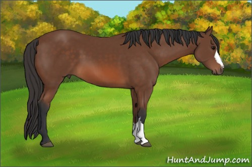 Horse Color: Bay 