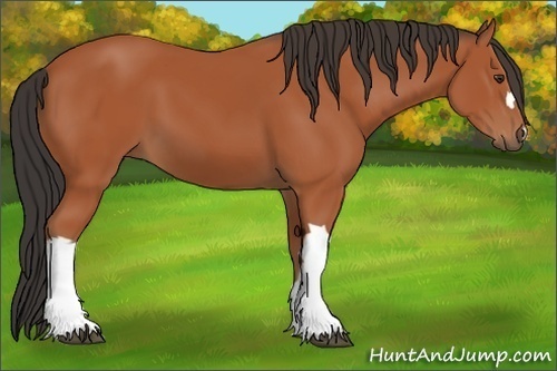 Horse Color: Bay 