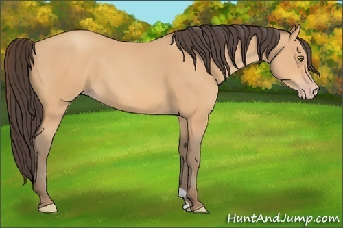 Horse Color:Amber Champagne 