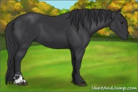 Horse Color:Black Sabino 