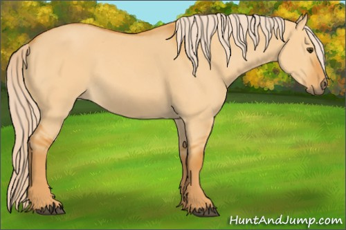 Horse Color: Unknown 