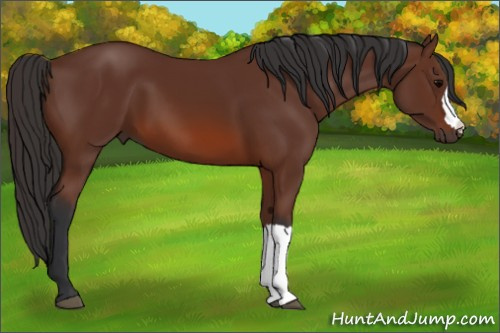 Horse Color: Bay 