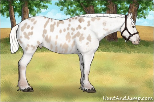 Horse Color: Liver Red Dun Mushroom Blanket 