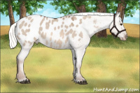 Horse Color:Liver Red Dun Mushroom Appaloosa 