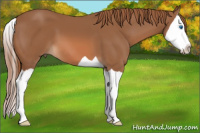 Horse Color:Liver Chestnut Splash 