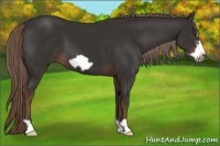 Horse Color:Liver Chestnut Frame 