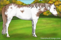 Horse Color:Chestnut Ice Splash Frame 