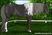 Horse Color:Liver Chestnut Tobiano 