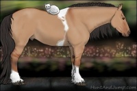 Horse Color:Bay Dun Tobiano 