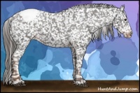 Horse Color:Liver Chestnut Appaloosa 