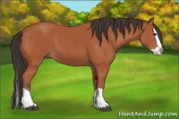 Horse Color:Bay Splash 