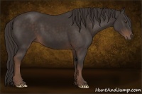 Horse Color:Liver Chestnut Sabino Rabicano 