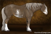 Horse Color:Chocolate Palomino Sabino 