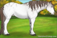 Horse Color:White Spotted Liver Chestnut Blanket Rabicano 