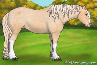 Horse Color:Chocolate Palomino Blanket Rabicano 
