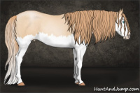 Horse Color:Buckskin Pearl Splash 