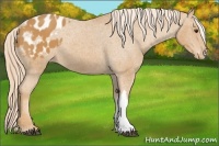 Horse Color:Palomino Appaloosa 