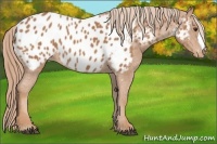 Horse Color:Chestnut Appaloosa