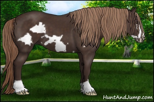 Horse Color: Liver Chestnut Frame 