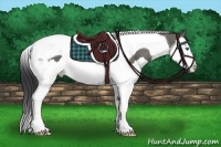 Horse Color:Grullo Splash Tobiano 