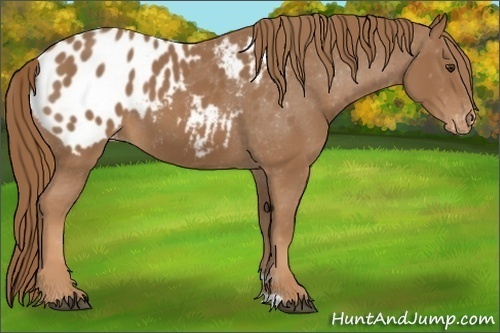 Horse Color: Unknown 