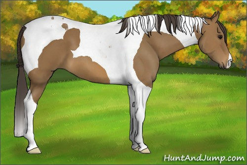 Horse Color: Buckskin Tobiano 