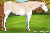 Horse Color:White Spotted Buckskin Pearl Dun Splash 