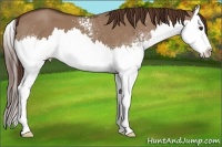Horse Color:White Spotted Liver Red Dun Splash 