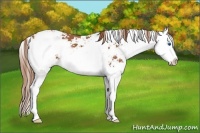 Horse Color:Chestnut Sabino Splash