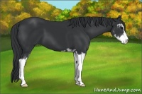 Horse Color:Black Sabino 