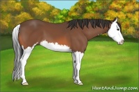 Horse Color:Bay Sabino Splash 