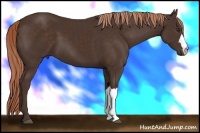 Horse Color:Liver Chestnut 