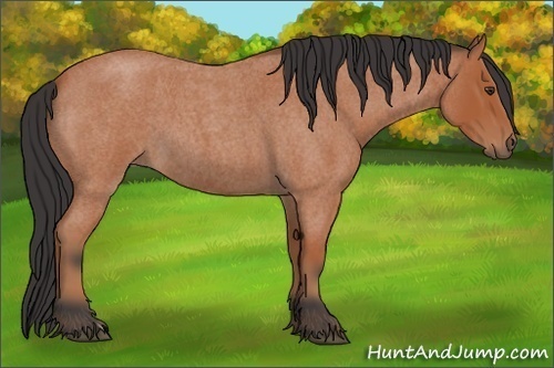 Horse Color:Bay Roan 