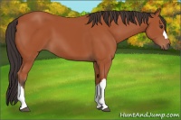 Horse Color:Bay 