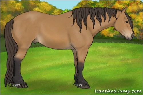 Horse Color: Buckskin 