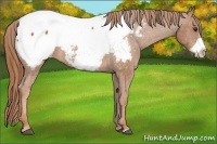Horse Color:Chestnut Frame Appaloosa 