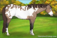 Horse Color:Bay Dun Frame Near Leopard 