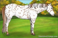 Horse Color:Chestnut Near Leopard 