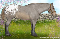 Horse Color:Buckskin Blanket
