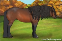 Horse Color:Bay Rabicano 