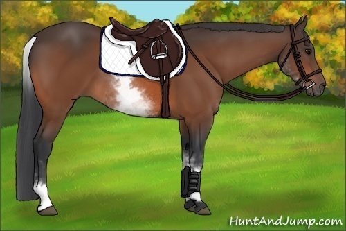 Horse Color:White Spotted Bay 