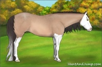 Horse Color:Amber Champagne Splash 