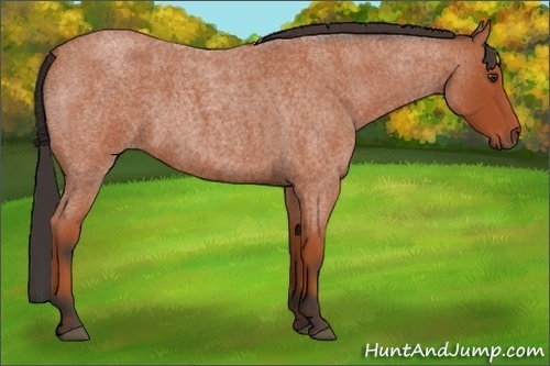 Horse Color:Bay Roan 