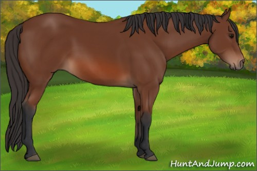 Horse Color: Bay 