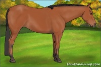 Horse Color:Bay 